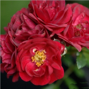 Rouge cerise - rosiers couvre-sol